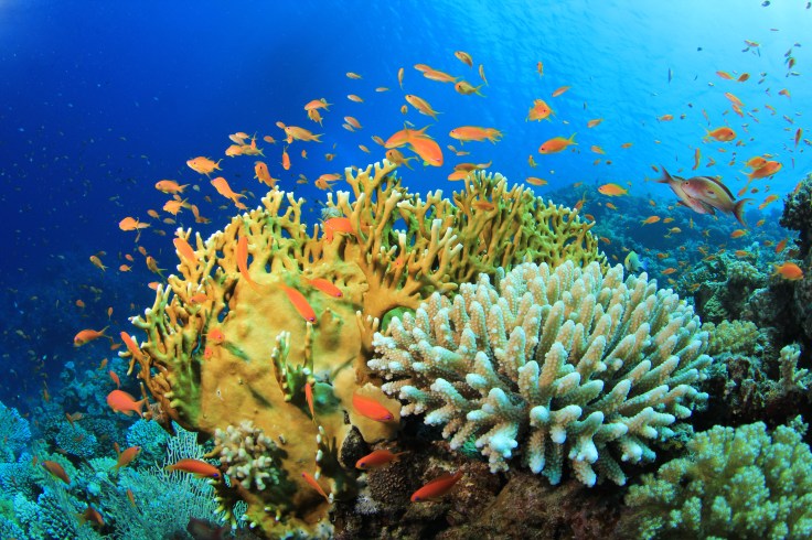 shutterstock_81049693